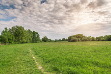 Green field at summer