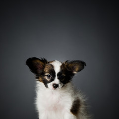 Papillon puppy in a studio