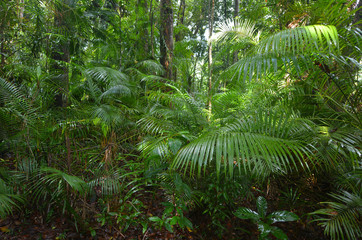 Daintree National Park Queensland Australia