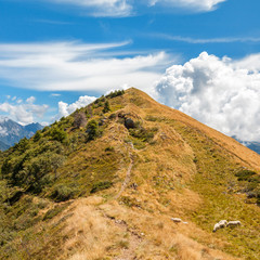 pecore in alta montagna