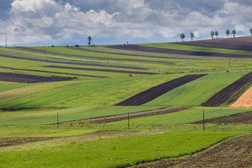 Spring fields in the transylvanian hills