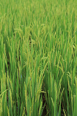 Fototapeta na wymiar Branch of rice on paddy field background 