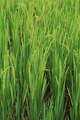 Branch of rice on paddy field background 