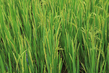 Branch of rice on paddy field background 