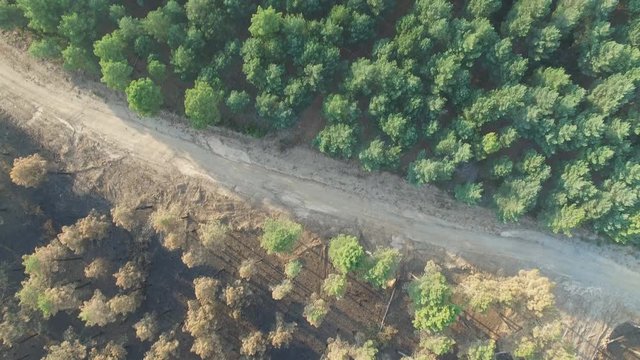 Burnt and safe pine tree forest with track, aerial view