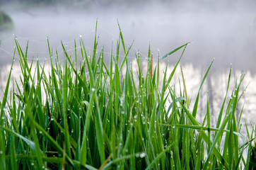 dew on the grass on the bank of the river in the morning
