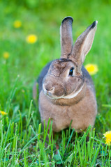 Rabbit on the green grass