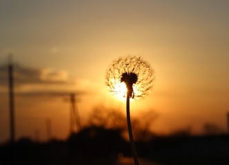 Silhouette one white fluffy dandelion on sunset