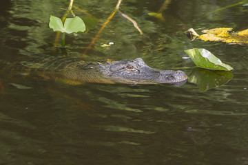 Alligator/Alligator lurking in the swamp