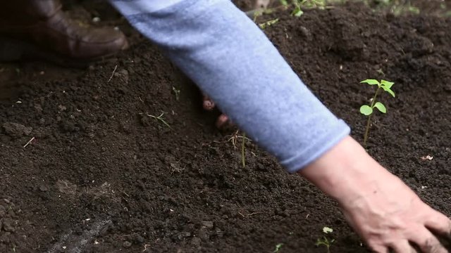 Woman planting seedlings of flowers in the soil in the flower bed
