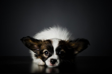 Papillion puppy in the studio