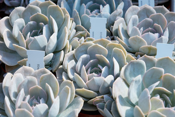 Echeveria, succulent plants with tag in a nursery