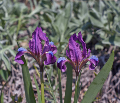 Siberian iris on a   meadow. Iris sibirica.