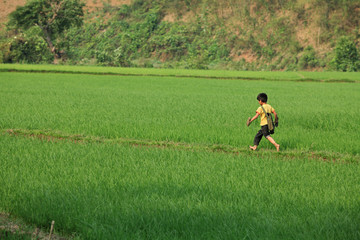 Naklejka na ściany i meble Vietnamese boy running on a paddy field while going home after school.
