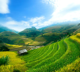 Fototapeta na wymiar Rice fields prepare the harvest at Northwest Vietnam.