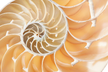 Nautilus shell section texture background
