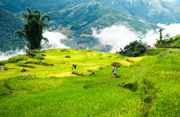 Rice fields prepare the harvest at Northwest Vietnam.