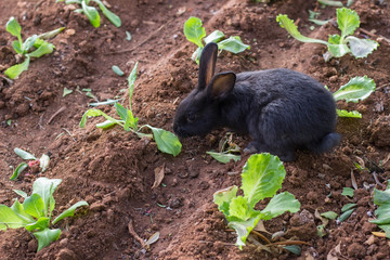 Naklejka premium Black rabbit eating herbs in garden