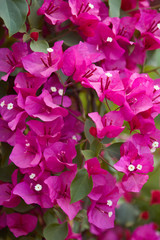 Bougainvillea, purple flowers texture background