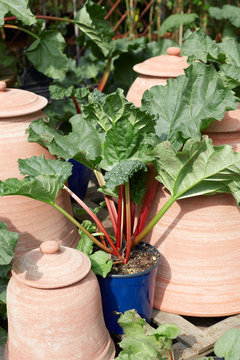 Rhubarb, Rheum palmatum plant in pot