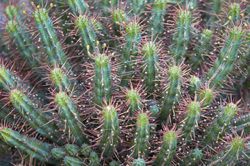 Succulent spiny plants texture background
