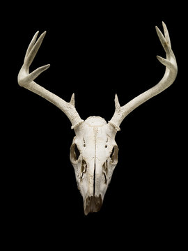deer skull displayed on black background.