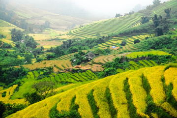 Fototapeta na wymiar Rice fields prepare the harvest at Northwest Vietnam.