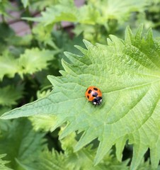 Fototapeta premium テントウムシ