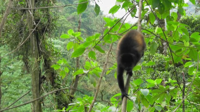 Monkey on tree; Costa Rica