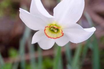 white narcissus on green background