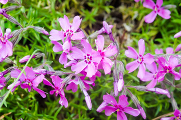 Fototapeta na wymiar lilac flowers on green background