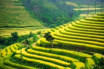 Vlies Fototapete Reisfelder Rice fields prepare the harvest at Northwest Vietnam.