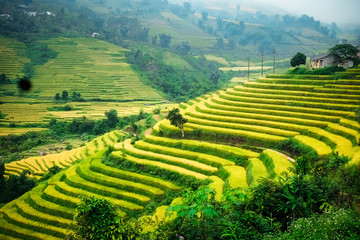 Rice fields prepare the harvest at Northwest Vietnam.