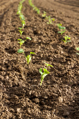 fresh planted vegetable in a field
