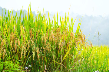 Fototapeta premium Rice fields prepare the harvest at Northwest Vietnam.