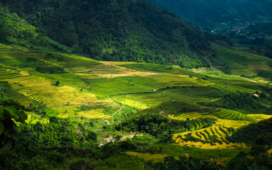 Rice fields prepare the harvest at Northwest Vietnam.