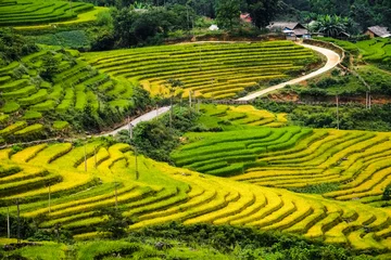 Fotobehang Rijstvelden bereiden de oogst voor in Noordwest-Vietnam. © degist