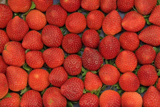 Erdbeeren, Fragaria, Strawberries