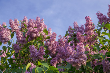 lilac branch 8