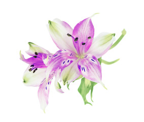  Magenta Alstroemeria flowers