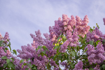 lilac branch 6