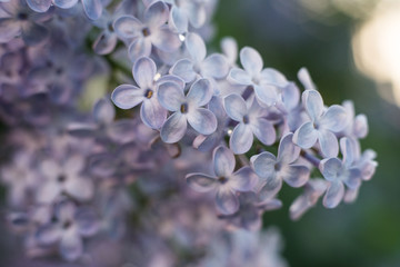 lilac branch 3