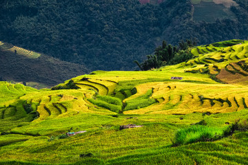 Rice fields prepare the harvest at Northwest Vietnam.