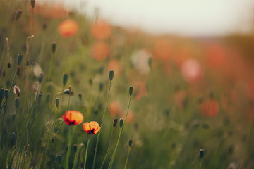beautiful poppy flowers