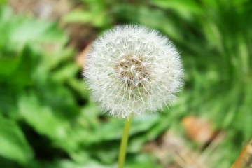 grass flower