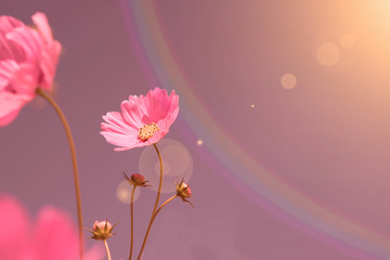 pink flower with rainbow