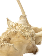 tree branch on white