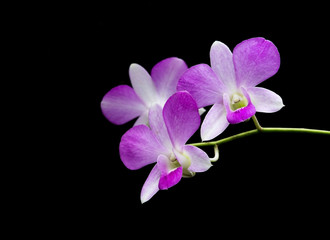 Fototapeta na wymiar Purple orchid on black background
