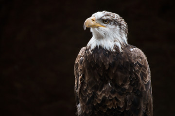 Adler mit weissem Kopf auf schwarzem Hintergrund