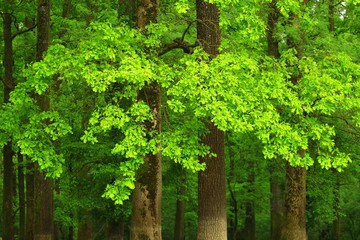 Fototapeta premium Forest